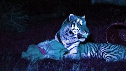 Halloween Dartmoor Zoo Boo at the Zoo 2024 with Rainbow circus Part 3  Strange Humans ? 26th October.