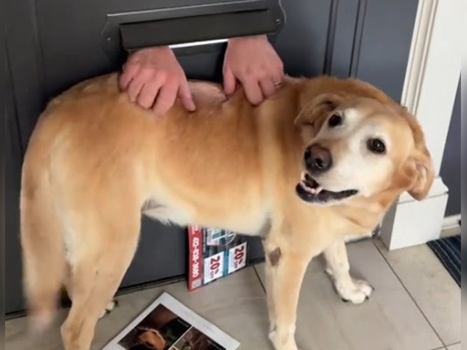 Postbote krault Hund durch Briefschlitz - und geht viral