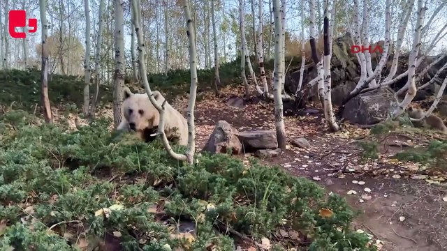 Aç kalan ayılar yiyecek için araçlara saldırıyor