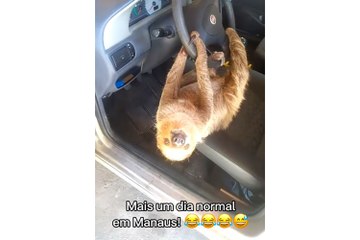 A Brazilian driver found a sloth hanging from his car’s steering wheel