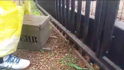 Vídeo mostra abelhas seguindo rainha durante extração de enxame no Bairro Santos Dumont