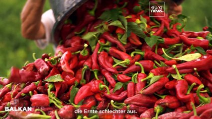 Serbiens rotes Dorf Donja Lokošnica und das UNESCO-Weltkulturerbe Pirot-Teppichhandwerk