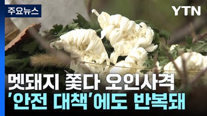 멧돼지 쫓다 또 오발 사고..."포상금 제도 손봐야" / YTN