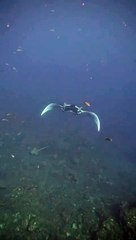 Oceanic Manta Ray vomits at diver!