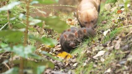 Zoo Welcomes Birth of Four Rare Bush Dog Babies