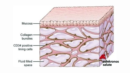 Scoperto nuovo organo, è fra i più grandi del corpo umano