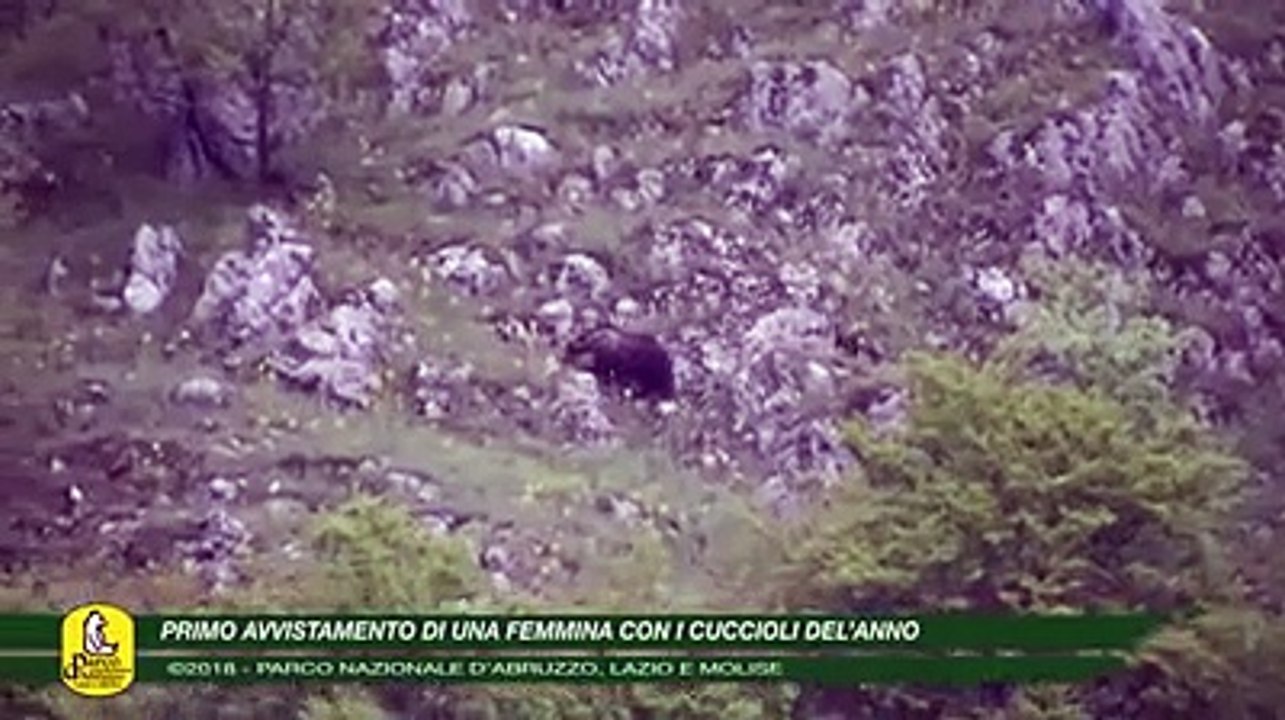 Primo avvistamento dell'anno nel video del Parco nazionale d'Abruzzo, Lazio e Molise