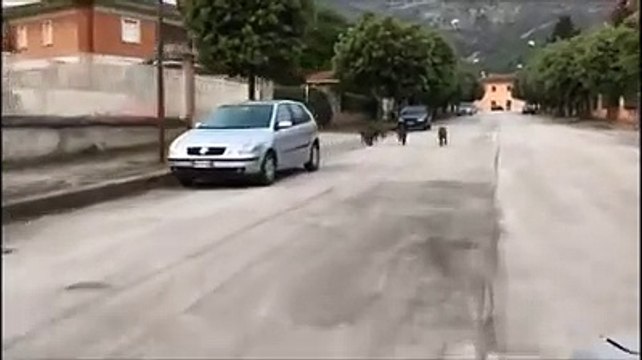 Invasione di cinghiali nel centro di Raiano