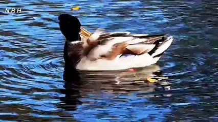 Beautiful duck relaxation video.