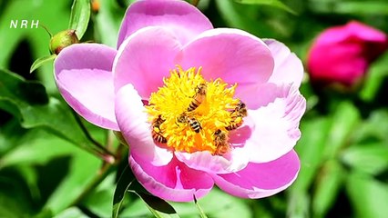 Relaxation video with beautiful flower and bee.