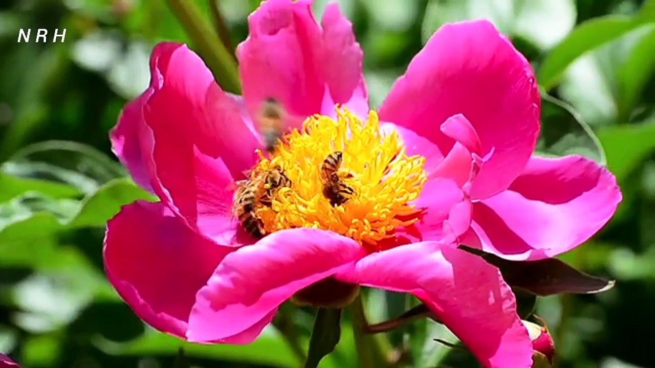 Relaxation video with charming flower and bee.