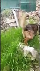 Kaos, il cane-eroe, fiuta tra le macerie