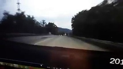 Il cinghiale taglia la strada alle auto a Sambuceto