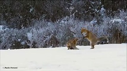Volpi che giocano sulla neve: il video