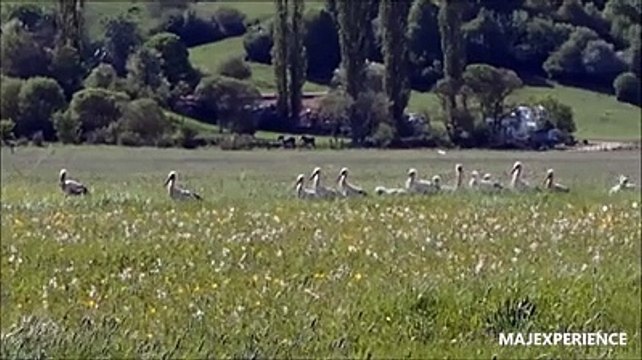 L'emozione delle cicogne bianche nel Parco della Majella