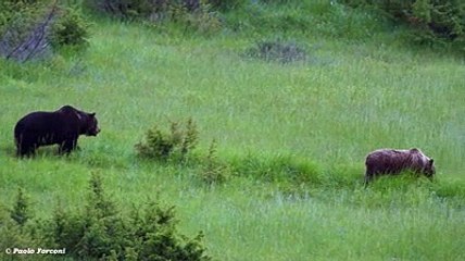 Tempo di amori per l'orsa Sebastiana