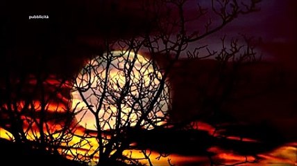 Una Guida per osservare gli animali selvatici