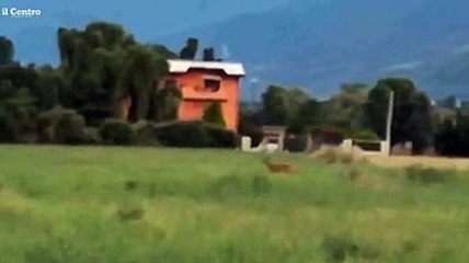 Il capriolo salta nei campi di contrada Papacqua di Avezzano