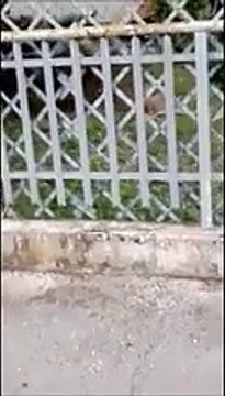 Bamby ha trovato casa