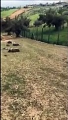 Pecore sbranate,  quello che rimane nel recinto dell'azienda agricola