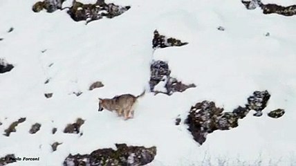 Il cane coraggioso che lascia a bocca asciutta i lupi