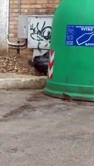Vasto, il video-denuncia  dei cittadini sulla presenza dei ratti