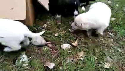 La cucciolata fa le feste ai vigili del fuoco che l'hanno salvata