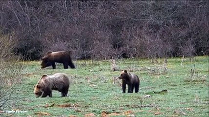 E' primavera, la famiglia dell'orsa Sebastiana si sveglia dal letargo e torna a brucare l'erba con i suoi cuccioli