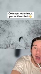 Comment les animaux perdent leurs bois