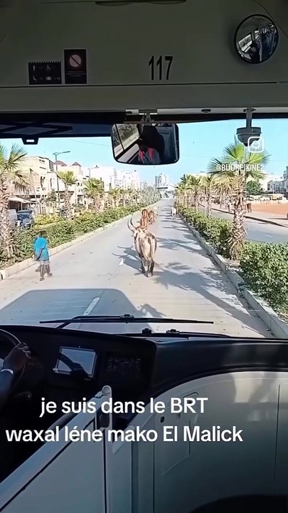 Insolite: Un troupeau de vaches en divagation dicte sa loi au BRT