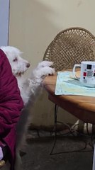 Video herunterladen: Dog Tries to Get Bread from Table