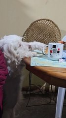Dog Tries to Get Bread from Table