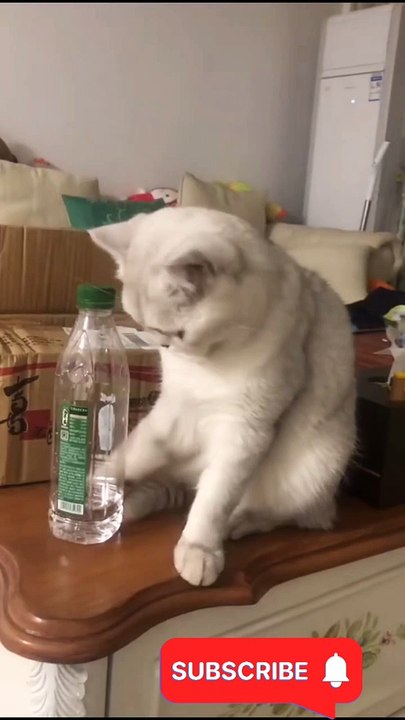 Funny cat videos 02