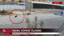 Şanlıurfa'da yavru köpeği kaldırım taşıyla öldürdü