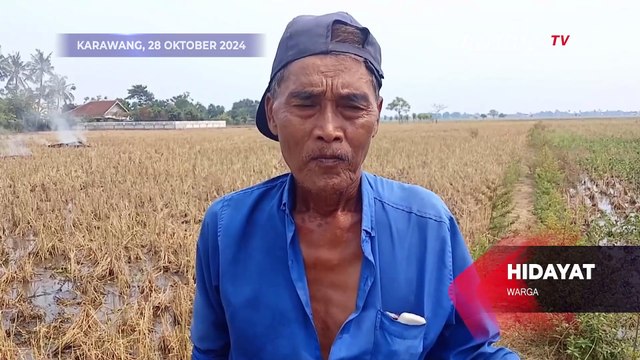 Viral, Tikus Mendadak Memenuhi Perkampungan Warga di Karawang, Warga: Baru Kali Ini