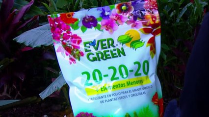 publireportaje-evergreen-281024