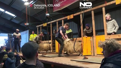 No Comment: Πρωτάθλημα κουρέματος προβάτων στην Ισλανδία