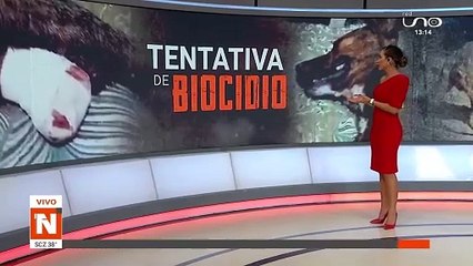 SCZ: Mujer macheteó a un perrito