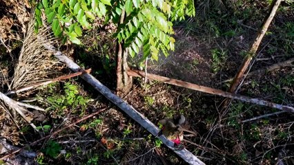 Estudo diz que quase 40% das espécies de árvores estão em risco de extinção