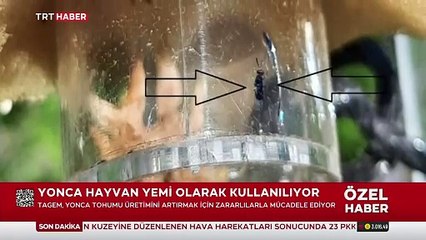 Yonca hayvan yemi olarak kullanılıyor