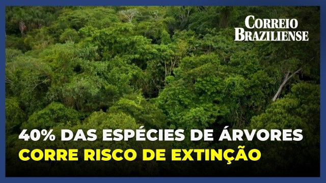 Estudo diz que quase 40% das espécies de árvores está em risco de extinção