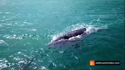 ️Watch sharks in the depths of the Pacific Ocean. How beautiful is this 