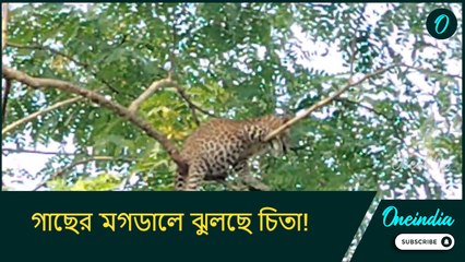 গাছের মগডালে ঝুলছে চিতা! নিচে মানুষের ভিড়, তাড়া খেয়ে কী করল বাঘ বাবাজি?