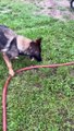 German Shepherd figures out how to turn on the water hose!