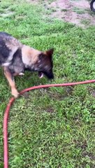 German Shepherd figures out how to turn on the water hose!