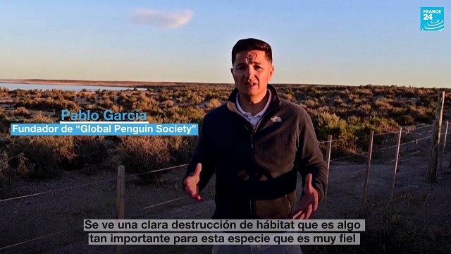 Argentina: una masacre de nidos de pingüinos por una construcción