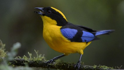 San Felipe, el bosque de niebla ideal para el avistamiento de aves en Cali