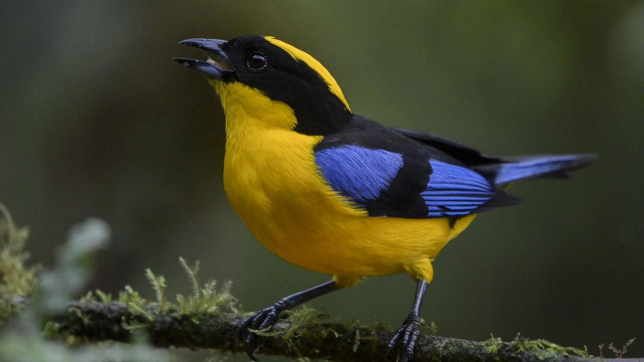 San Felipe, el bosque de niebla ideal para el avistamiento de aves en Cali