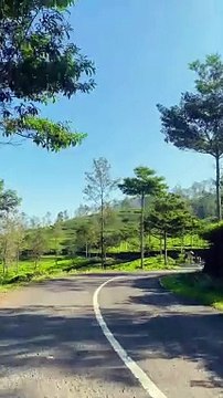 perkebunan teh yang sangat indah dan sejuk Kebun teh bedakah, Kertek, Wonosobo