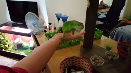 Baby Green Iguana Head-Bobs!!!